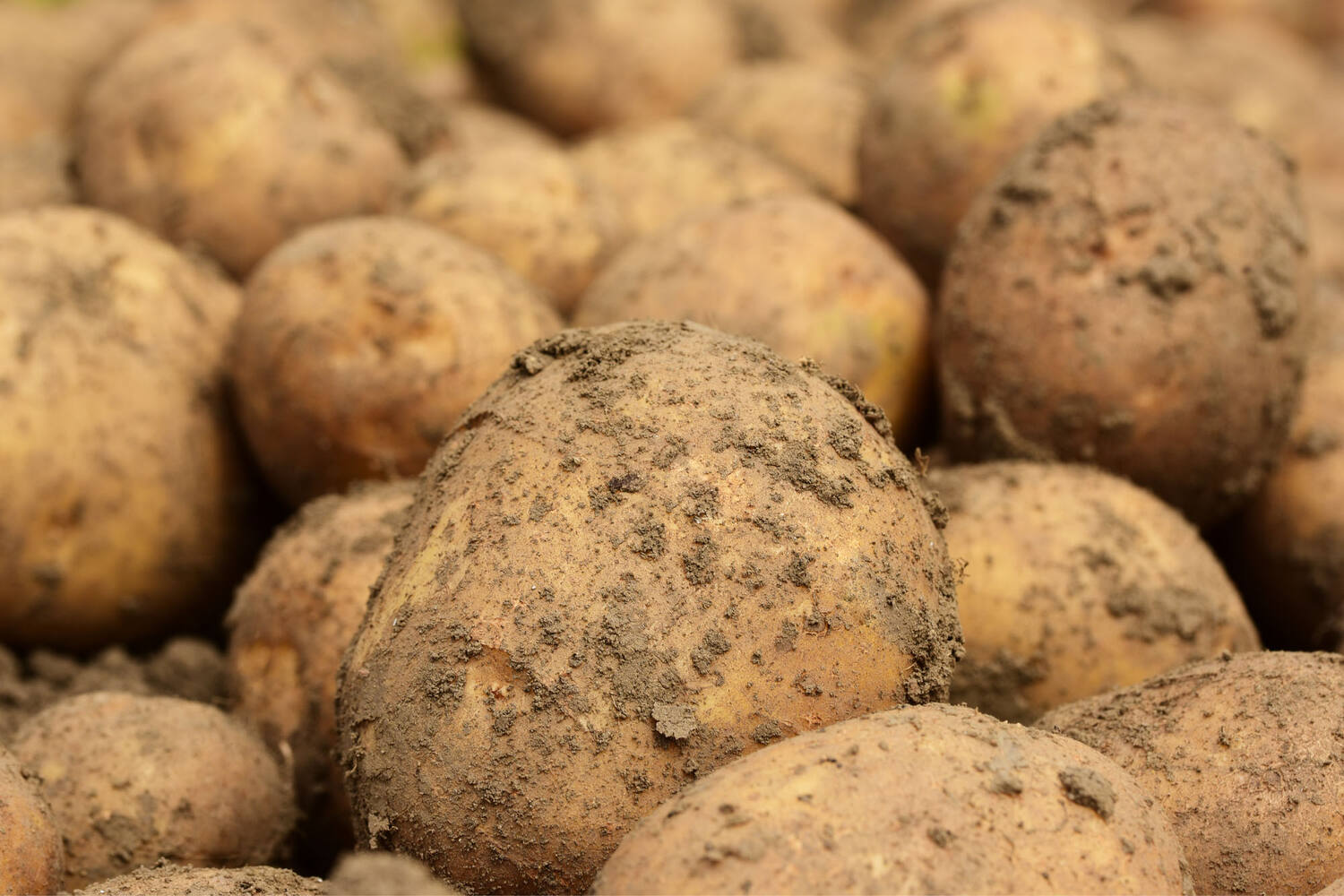 Aardappel bonken geborsteld 2,5kg stuk